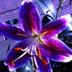 MidnightXena