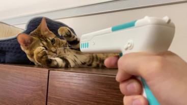 Pussy playing with a gun-shaped toy. 