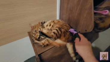 Dodgy kitty feels good and falls down ... . Funny Porn