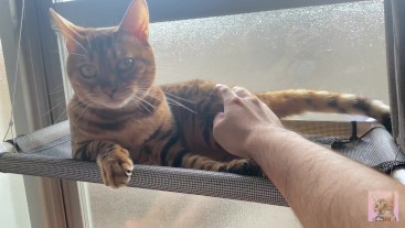 Playing with a pussy by the window in the morning .... Kitten gets excited when she is seen by someo